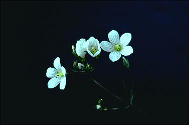 APII jpeg image of Chionogentias cunninghamii subsp. cunninghamii  © contact APII