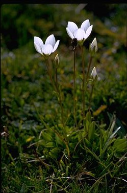 APII jpeg image of Chionogentias muelleriana subsp. alpestris  © contact APII