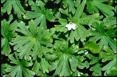 APII jpeg image of Geranium potentilloides  © contact APII