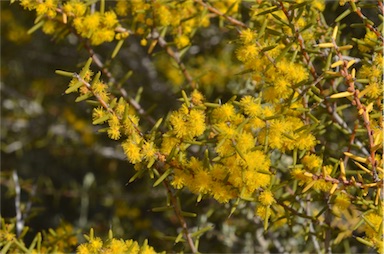 APII jpeg image of Acacia nyssophylla  © contact APII