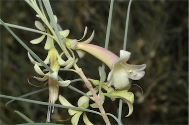 APII jpeg image of Eremophila oppositifolia subsp. oppositifolia  © contact APII