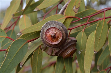 APII jpeg image of Eucalyptus youngiana  © contact APII