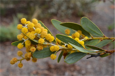 APII jpeg image of Acacia toondulya  © contact APII