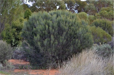 APII jpeg image of Allocasuarina helmsii  © contact APII