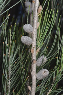 APII jpeg image of Allocasuarina helmsii  © contact APII