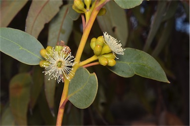 APII jpeg image of Eucalyptus brachycalyx  © contact APII