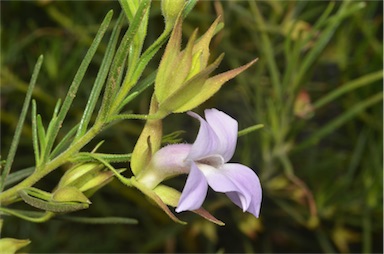 APII jpeg image of Eremophila spectabilis  © contact APII