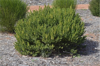 APII jpeg image of Eremophila platythamnos subsp. exotrachys  © contact APII