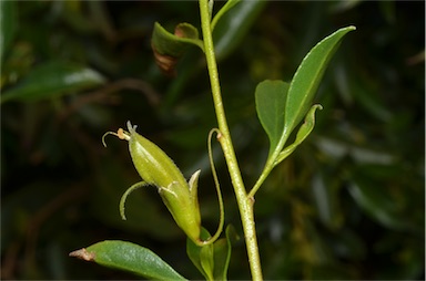 APII jpeg image of Eremophila gibbosa  © contact APII