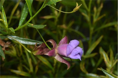 APII jpeg image of Eremophila clarkei  © contact APII