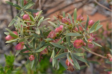 APII jpeg image of Eremophila neglecta  © contact APII