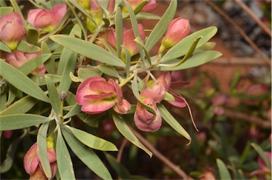 APII jpeg image of Eremophila neglecta  © contact APII