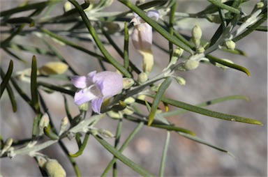 APII jpeg image of Eremophila arachnoides subsp. tenera  © contact APII