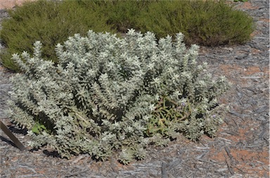 APII jpeg image of Eremophila warnesii  © contact APII