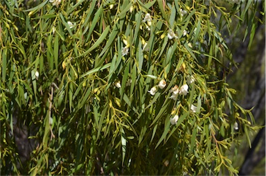 APII jpeg image of Eremophila santalina  © contact APII