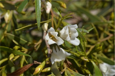 APII jpeg image of Eremophila santalina  © contact APII