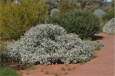 APII jpeg image of Olearia pimeleoides subsp. pimeleoides  © contact APII