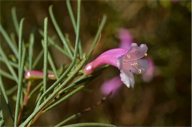 APII jpeg image of Eremophila rostrata  © contact APII