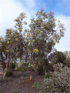 APII jpeg image of Eucalyptus woodwardii  © contact APII