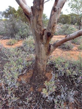 APII jpeg image of Eucalyptus dundasii  © contact APII