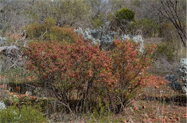 APII jpeg image of Dodonaea lobulata  © contact APII