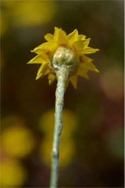 APII jpeg image of Hyalosperma glutinosum subsp. glutinosum  © contact APII