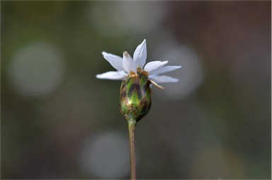 APII jpeg image of Rhodanthe stricta  © contact APII