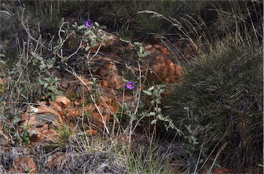 APII jpeg image of Solanum petrophilum  © contact APII