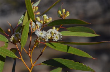 APII jpeg image of Eucalyptus gracilis  © contact APII