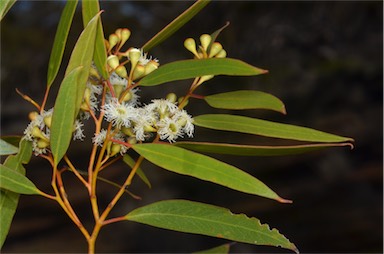 APII jpeg image of Eucalyptus gracilis  © contact APII