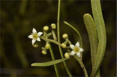 APII jpeg image of Geijera linearifolia  © contact APII