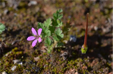 APII jpeg image of Erodium aureum  © contact APII