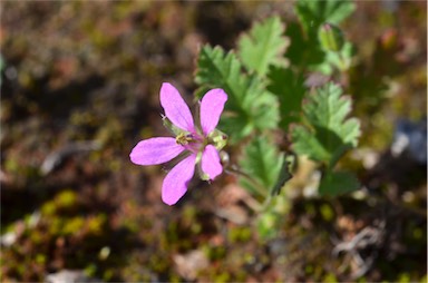 APII jpeg image of Erodium aureum  © contact APII