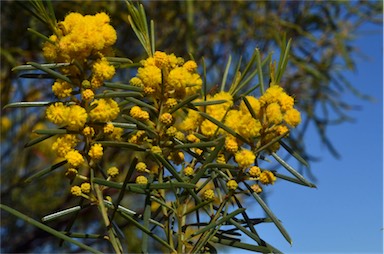 APII jpeg image of Acacia euthycarpa subsp. euthycarpa  © contact APII