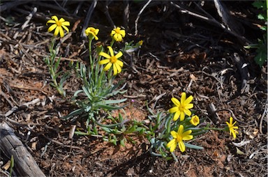 APII jpeg image of Senecio gregorii  © contact APII