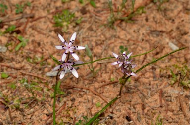 APII jpeg image of Wurmbea dioica  © contact APII