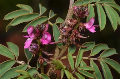 APII jpeg image of Indigofera helmsii  © contact APII