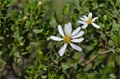 APII jpeg image of Olearia muelleri  © contact APII