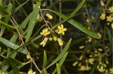 APII jpeg image of Pittosporum angustifolium  © contact APII