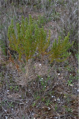 APII jpeg image of Salsola australis  © contact APII