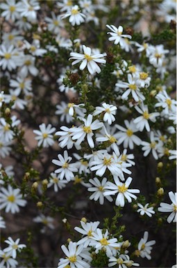 APII jpeg image of Olearia brachyphylla  © contact APII