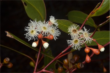 APII jpeg image of Eucalyptus gracilis  © contact APII