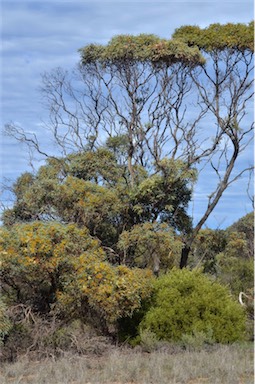 APII jpeg image of Eucalyptus yalatensis  © contact APII