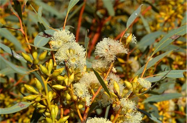 APII jpeg image of Eucalyptus yalatensis  © contact APII