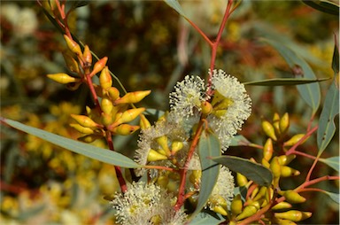 APII jpeg image of Eucalyptus yalatensis  © contact APII