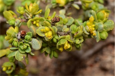 APII jpeg image of Pimelea serpyllifolia subsp. serpyllifolia  © contact APII