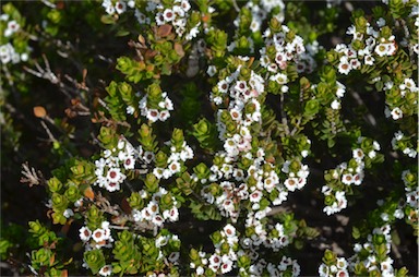 APII jpeg image of Thryptomene micrantha  © contact APII