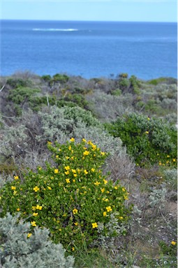 APII jpeg image of Zygophyllum apiculatum  © contact APII