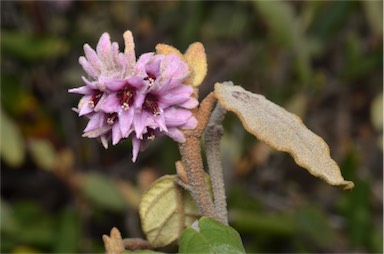 APII jpeg image of Lasiopetalum discolor  © contact APII