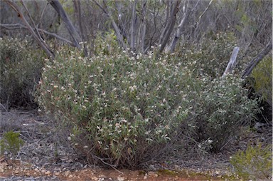 APII jpeg image of Lasiopetalum behrii  © contact APII